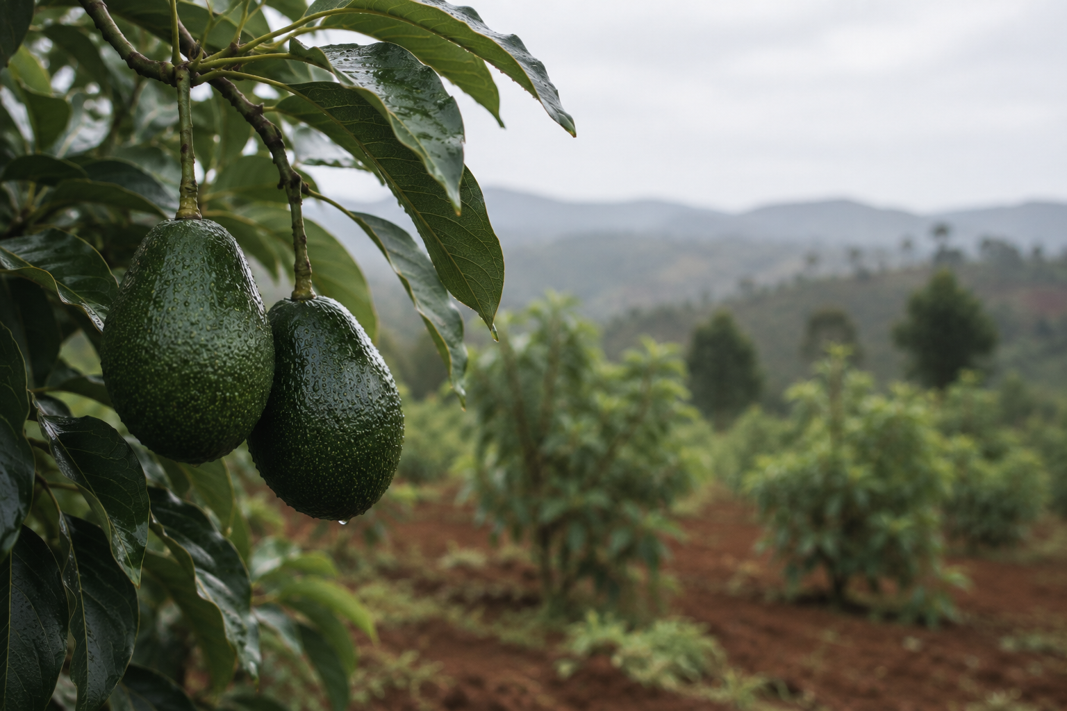 Avocados ripening on a tree, with rows of avocado saplings stretching across the hillside